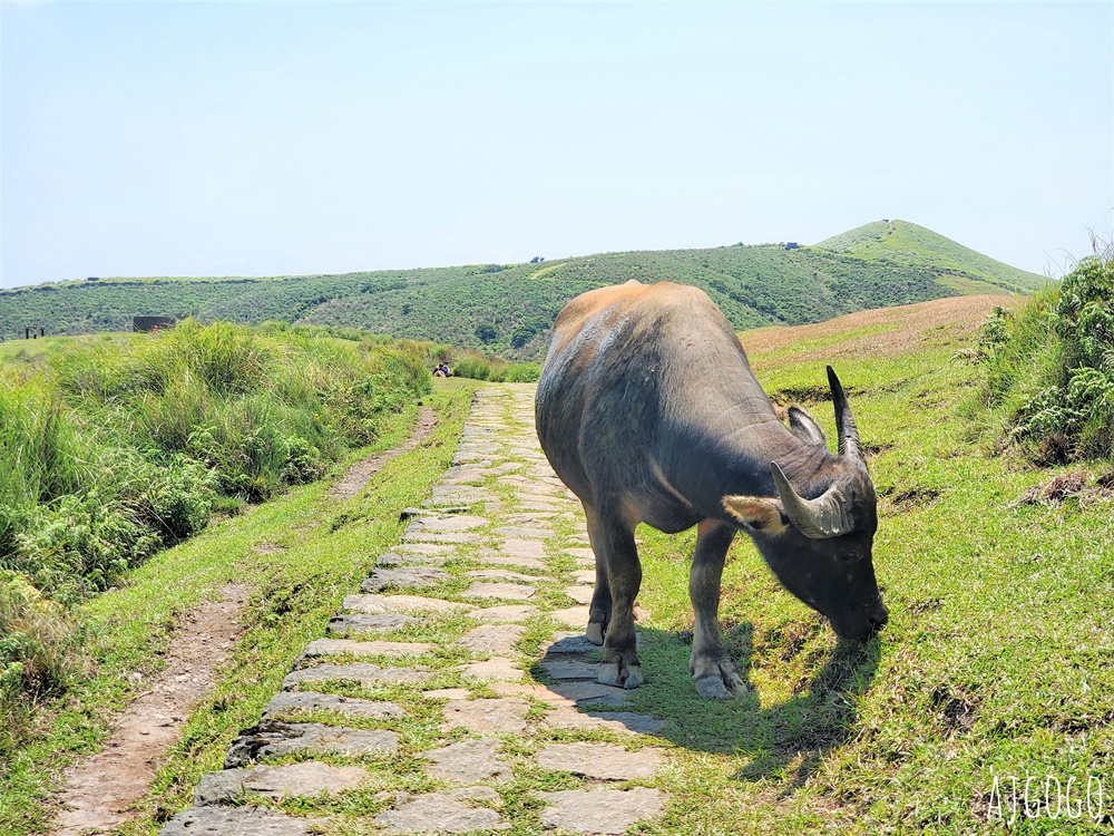 2026台北景點 擎天崗草原中央步道 陽明山登山步道 遠眺台北盆地