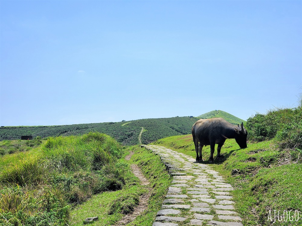 2026台北景點 擎天崗草原中央步道 陽明山登山步道 遠眺台北盆地