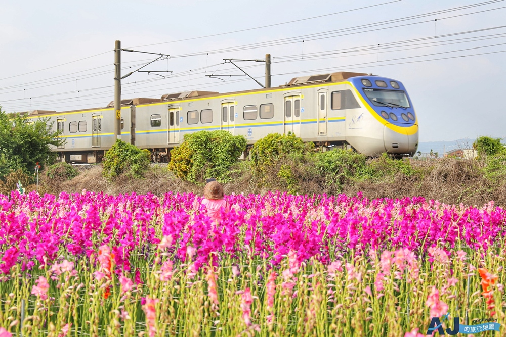 已歇業 彰化社頭田中景點：雙鐵花田 粉嫩劍蘭花與台鐵列車一起拍 開放時間 @AJ的旅行地圖