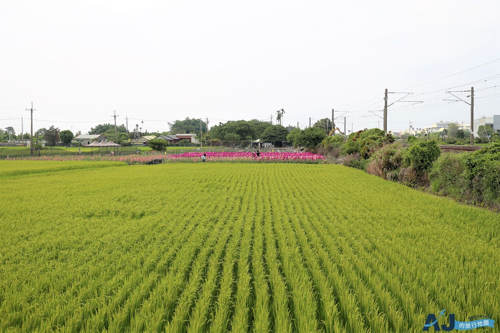 已歇業 彰化社頭田中景點:雙鐵花田 粉嫩劍蘭花與台鐵列車一起拍 開放時間 已歇業 彰化社頭田中景點:雙鐵花田 粉嫩劍蘭花與台鐵列車一起拍 開放時間