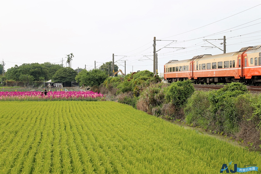 已歇業 彰化社頭田中景點：雙鐵花田 粉嫩劍蘭花與台鐵列車一起拍 開放時間