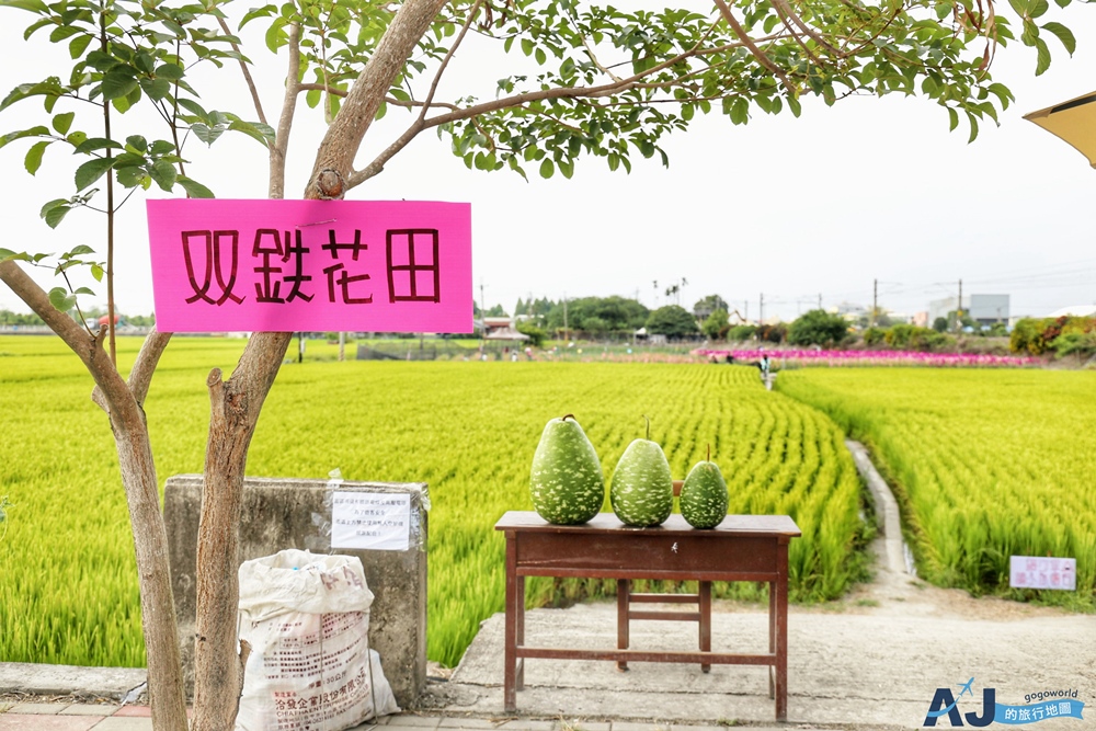 已歇業 彰化社頭田中景點：雙鐵花田 粉嫩劍蘭花與台鐵列車一起拍 開放時間
