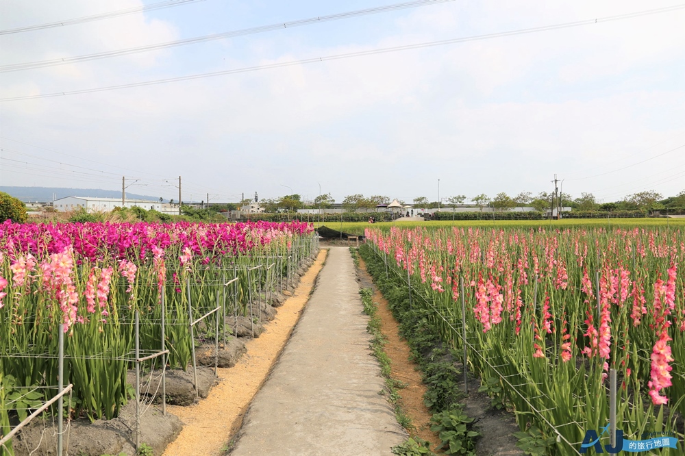 已歇業 彰化社頭田中景點：雙鐵花田 粉嫩劍蘭花與台鐵列車一起拍 開放時間