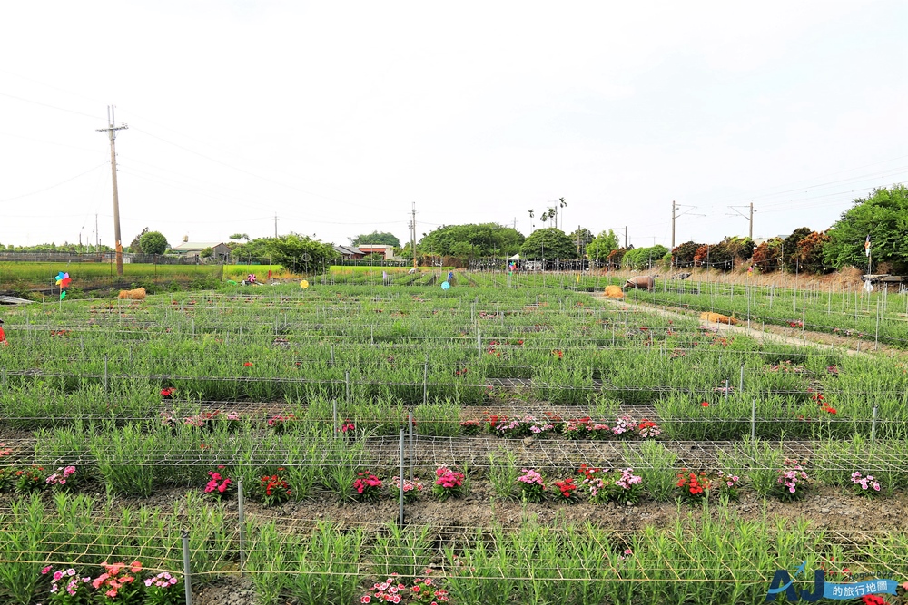 已歇業 彰化社頭田中景點:雙鐵花田 粉嫩劍蘭花與台鐵列車一起拍 開放時間 已歇業 彰化社頭田中景點:雙鐵花田 粉嫩劍蘭花與台鐵列車一起拍 開放時間