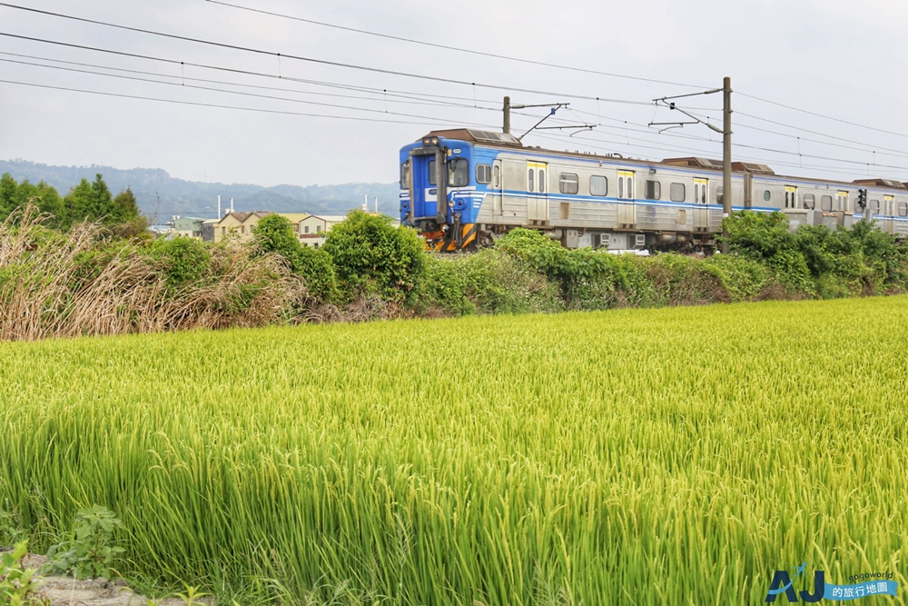 已歇業 彰化社頭田中景點:雙鐵花田 粉嫩劍蘭花與台鐵列車一起拍 開放時間 已歇業 彰化社頭田中景點:雙鐵花田 粉嫩劍蘭花與台鐵列車一起拍 開放時間