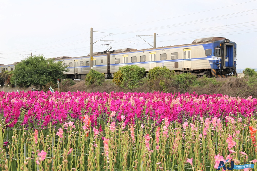 已歇業 彰化社頭田中景點：雙鐵花田 粉嫩劍蘭花與台鐵列車一起拍 開放時間