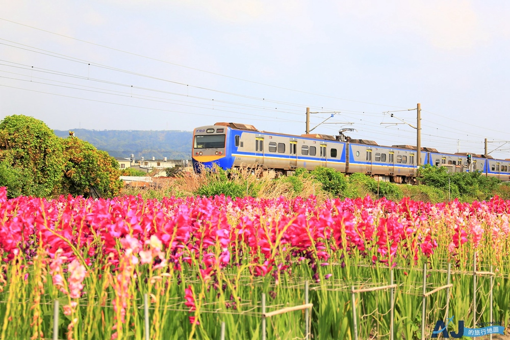 已歇業 彰化社頭田中景點:雙鐵花田 粉嫩劍蘭花與台鐵列車一起拍 開放時間 已歇業 彰化社頭田中景點:雙鐵花田 粉嫩劍蘭花與台鐵列車一起拍 開放時間