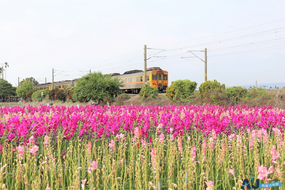 已歇業 彰化社頭田中景點:雙鐵花田 粉嫩劍蘭花與台鐵列車一起拍 開放時間 已歇業 彰化社頭田中景點:雙鐵花田 粉嫩劍蘭花與台鐵列車一起拍 開放時間