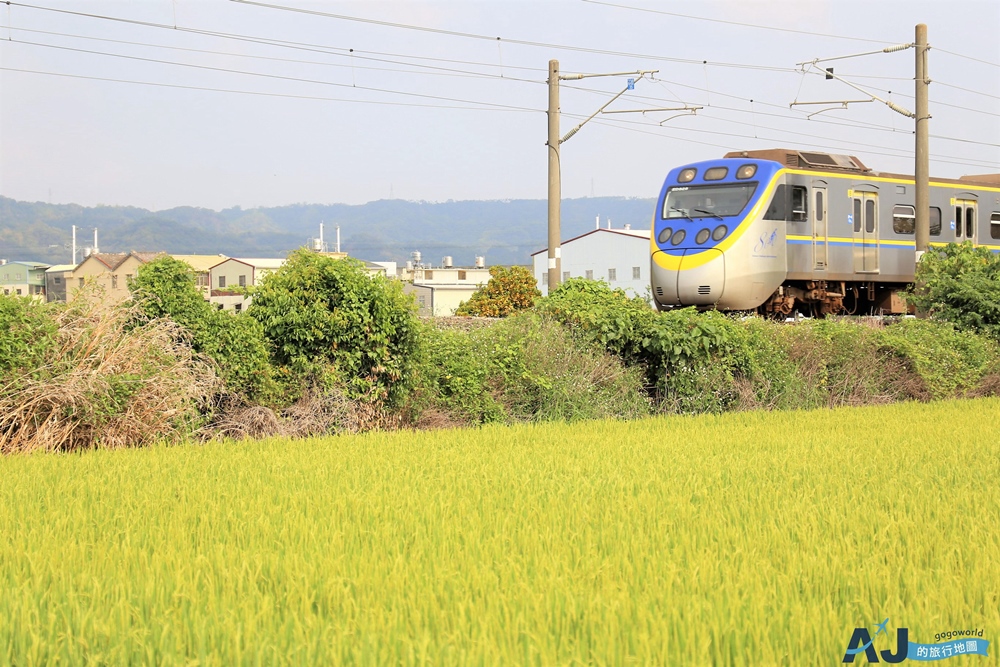 已歇業 彰化社頭田中景點:雙鐵花田 粉嫩劍蘭花與台鐵列車一起拍 開放時間 已歇業 彰化社頭田中景點:雙鐵花田 粉嫩劍蘭花與台鐵列車一起拍 開放時間