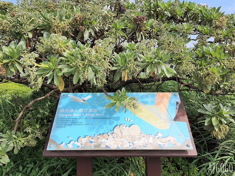 桃園景點 許厝港濕地 北台灣最大海岸型濕地、野鳥迷最愛