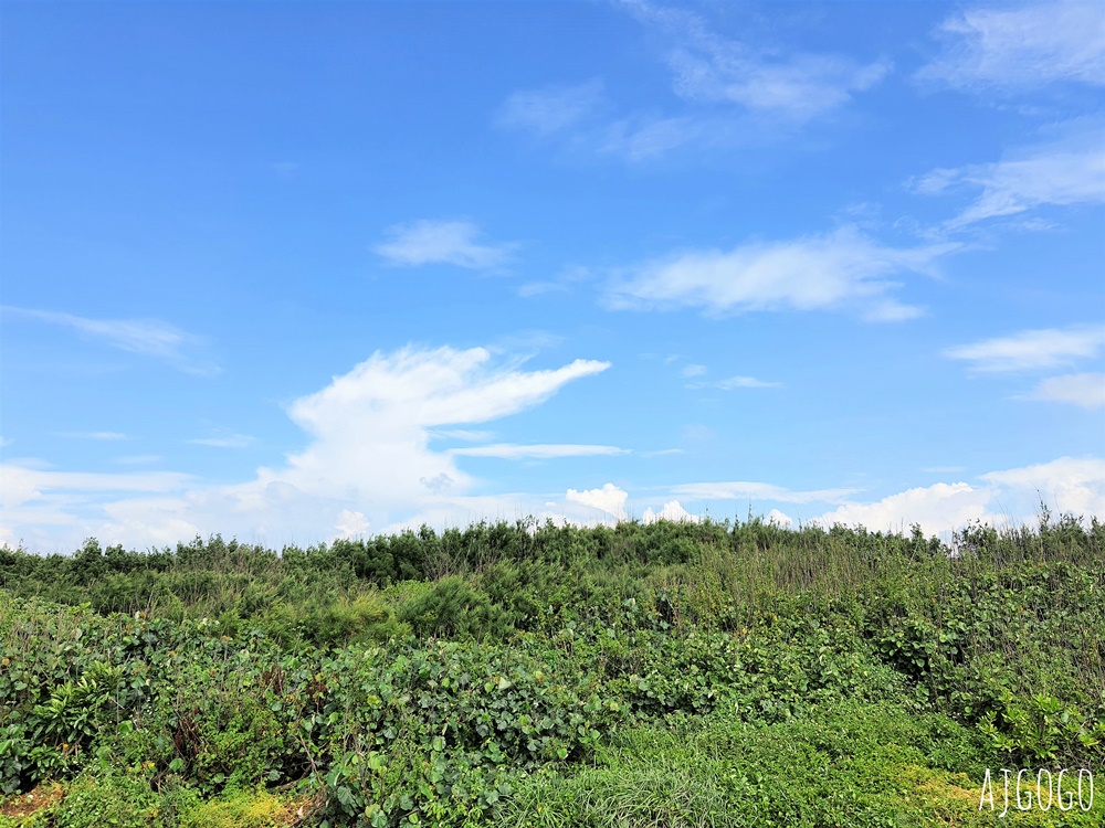 桃園景點 許厝港濕地 北台灣最大海岸型濕地、野鳥迷最愛