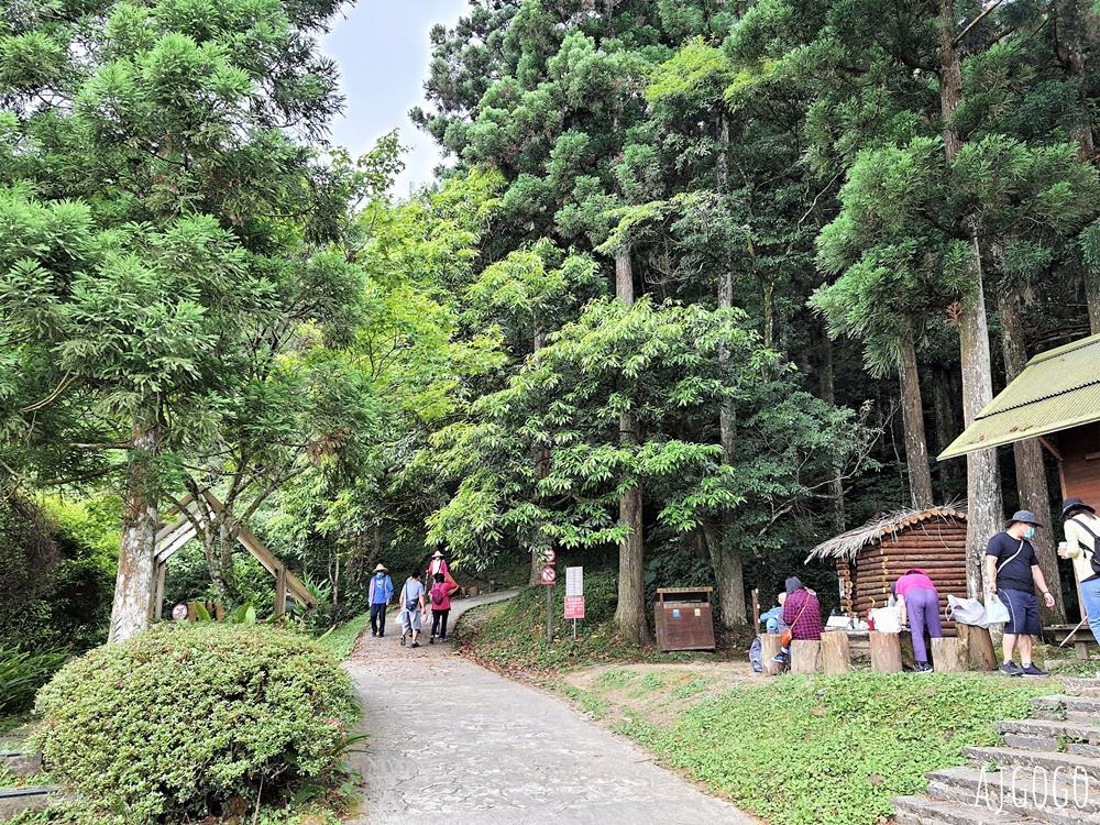2026桃園景點 東眼山國家森林遊樂區 柳杉樹海森林步道難度不高