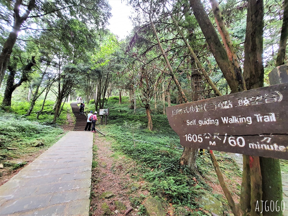 2026桃園景點 東眼山國家森林遊樂區 柳杉樹海森林步道難度不高