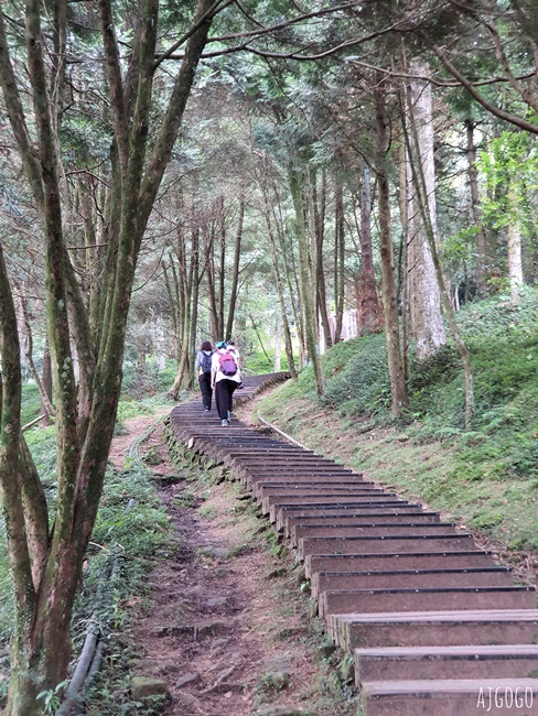 2026桃園景點 東眼山國家森林遊樂區 柳杉樹海森林步道難度不高