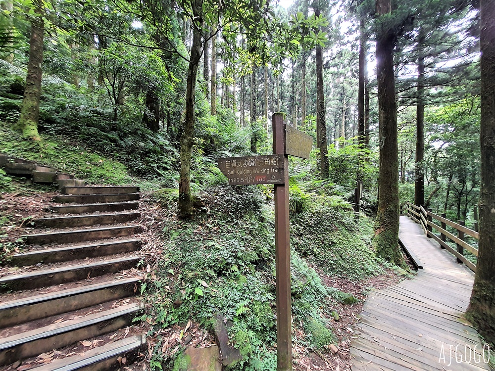 2026桃園景點 東眼山國家森林遊樂區 柳杉樹海森林步道難度不高
