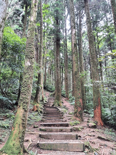 2026桃園景點 東眼山國家森林遊樂區 柳杉樹海森林步道難度不高
