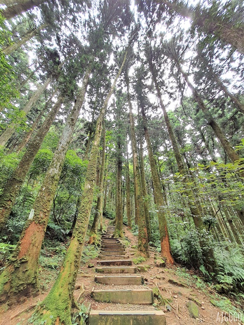 2026桃園景點 東眼山國家森林遊樂區 柳杉樹海森林步道難度不高