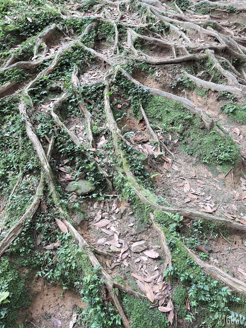 2026桃園景點 東眼山國家森林遊樂區 柳杉樹海森林步道難度不高