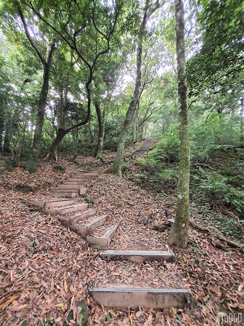 2026桃園景點 東眼山國家森林遊樂區 柳杉樹海森林步道難度不高