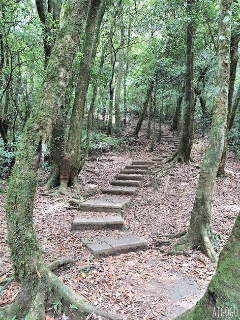 2026桃園景點 東眼山國家森林遊樂區 柳杉樹海森林步道難度不高