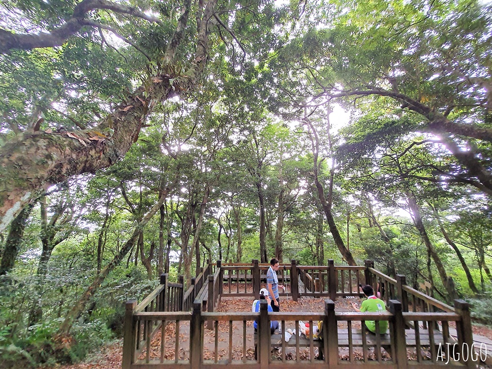 2026桃園景點 東眼山國家森林遊樂區 柳杉樹海森林步道難度不高