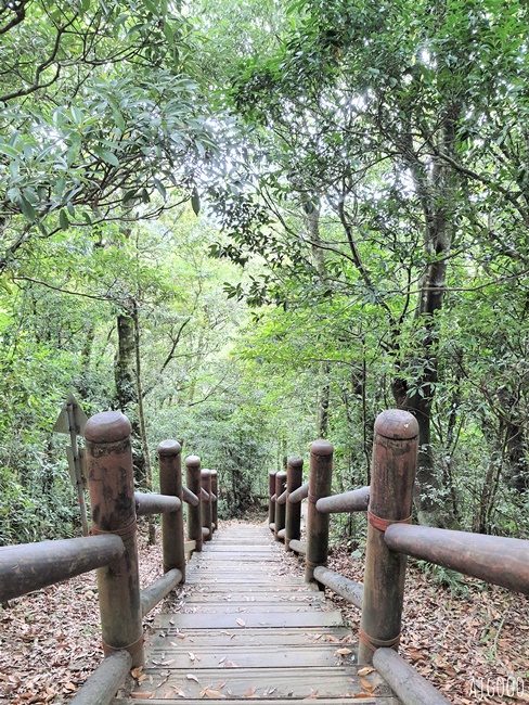 2026桃園景點 東眼山國家森林遊樂區 柳杉樹海森林步道難度不高