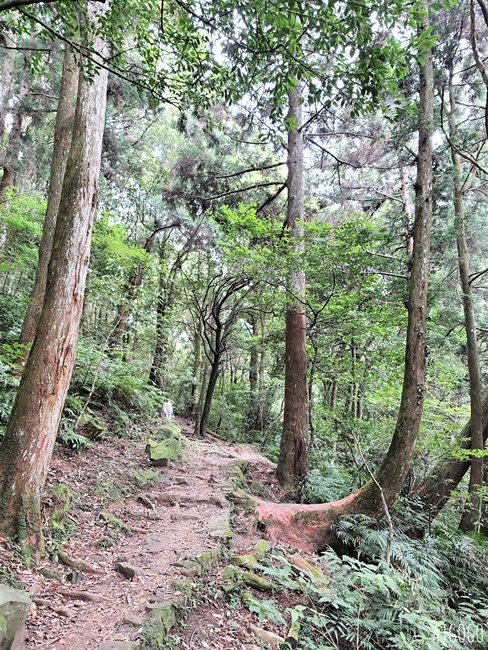 2026桃園景點 東眼山國家森林遊樂區 柳杉樹海森林步道難度不高