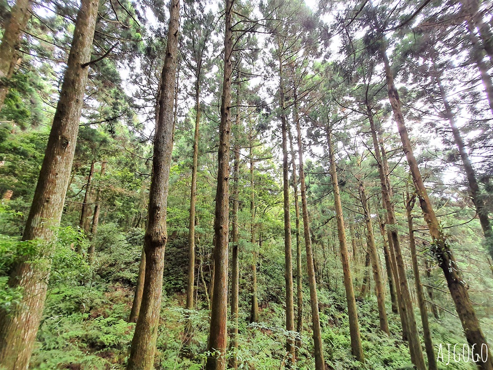 2026桃園景點 東眼山國家森林遊樂區 柳杉樹海森林步道難度不高