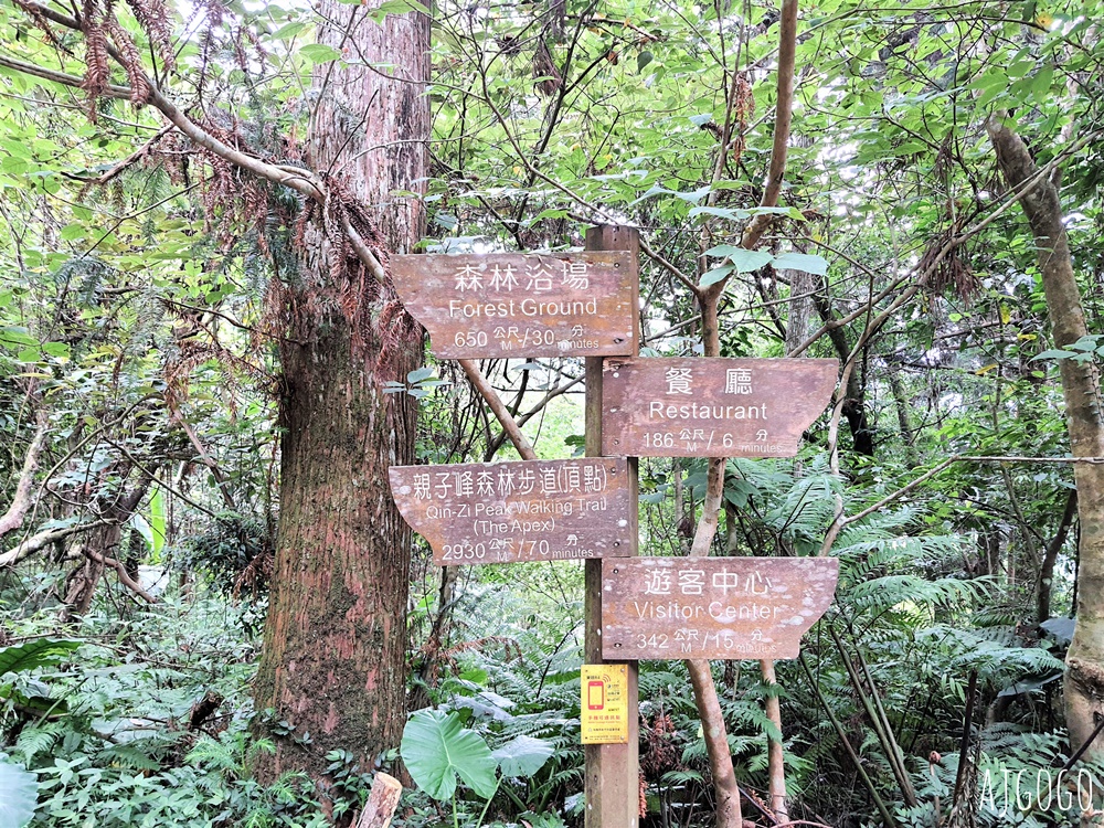 2026桃園景點 東眼山國家森林遊樂區 柳杉樹海森林步道難度不高