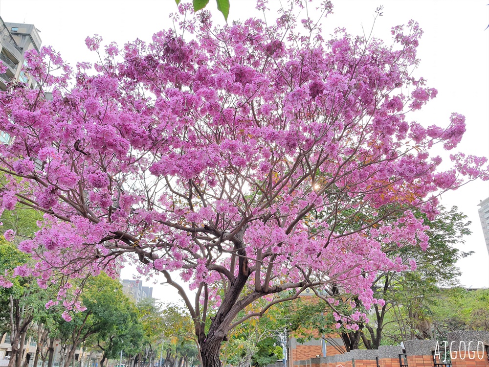 高雄景點 高雄最美的洋紅風鈴木在民權國小後門 每年1~2月綻放
