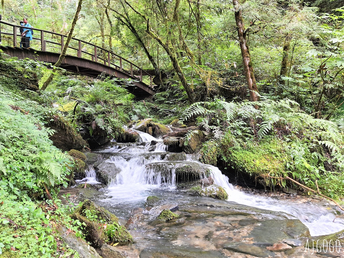 桃園景點 拉拉山神木群步道 北台灣唯一千年巨木林區 拉拉山森林遊樂區好走的森林步道 @AJ的旅行地圖