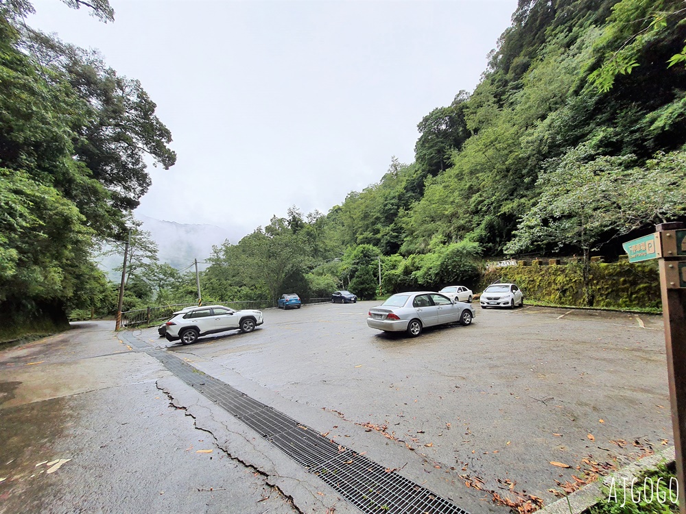 桃園景點 拉拉山神木群步道 北台灣唯一千年巨木林區 拉拉山森林遊樂區好走的森林步道