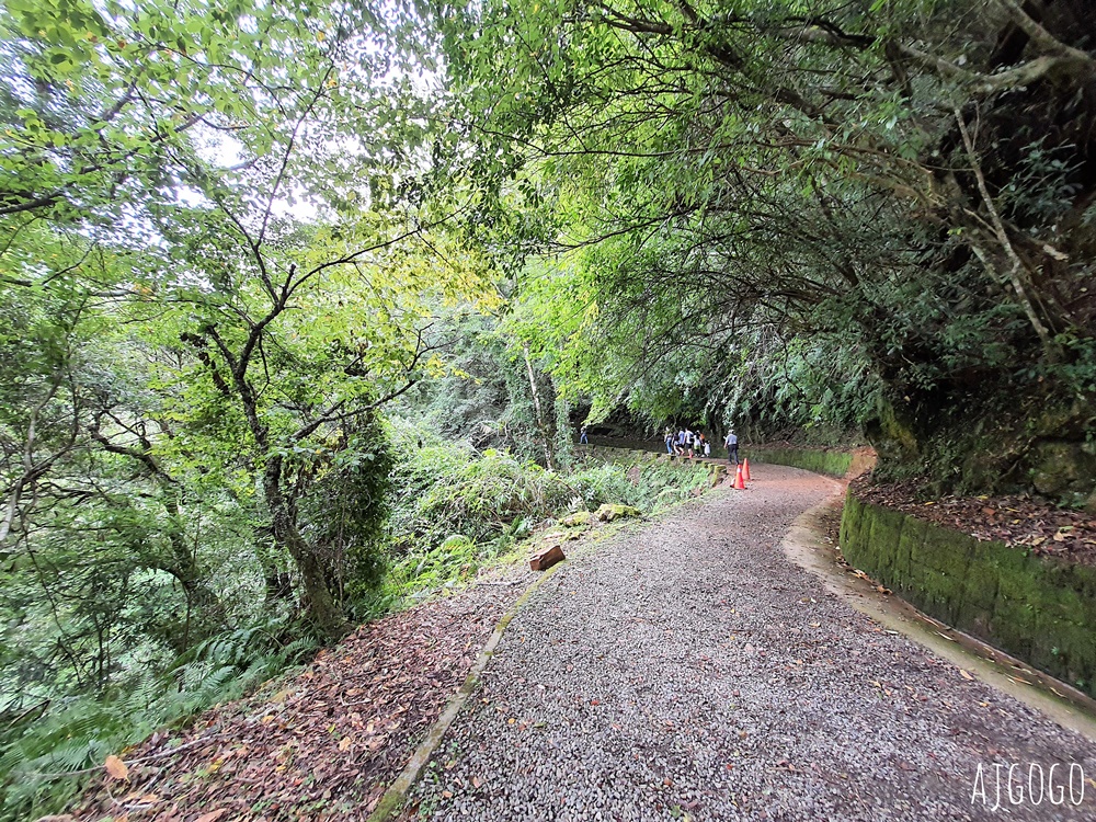 桃園景點 拉拉山神木群步道 北台灣唯一千年巨木林區 拉拉山森林遊樂區好走的森林步道