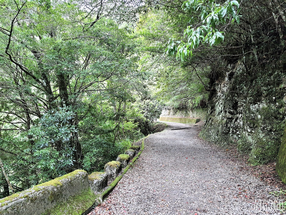 桃園景點 拉拉山神木群步道 北台灣唯一千年巨木林區 拉拉山森林遊樂區好走的森林步道