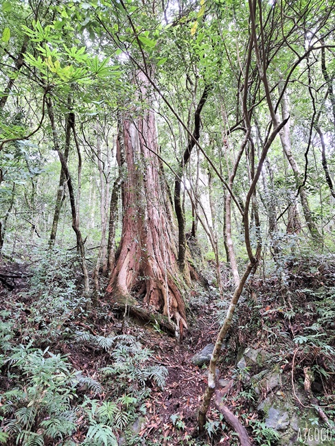 桃園景點 拉拉山神木群步道 北台灣唯一千年巨木林區 拉拉山森林遊樂區好走的森林步道