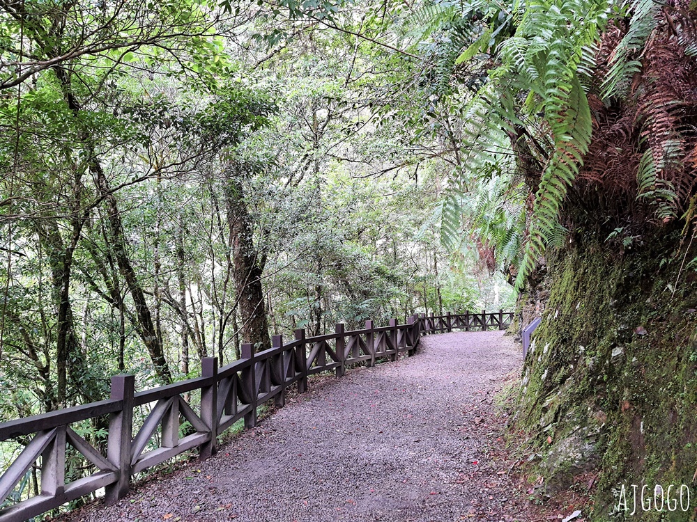桃園景點 拉拉山神木群步道 北台灣唯一千年巨木林區 拉拉山森林遊樂區好走的森林步道