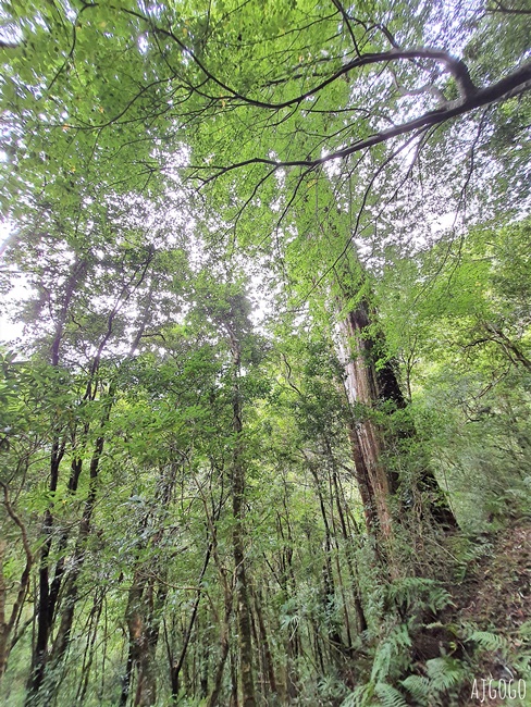 桃園景點 拉拉山神木群步道 北台灣唯一千年巨木林區 拉拉山森林遊樂區好走的森林步道