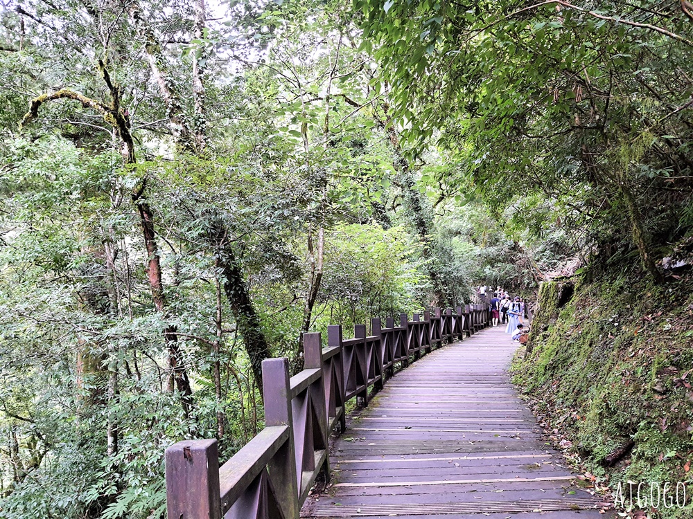 桃園景點 拉拉山神木群步道 北台灣唯一千年巨木林區 拉拉山森林遊樂區好走的森林步道