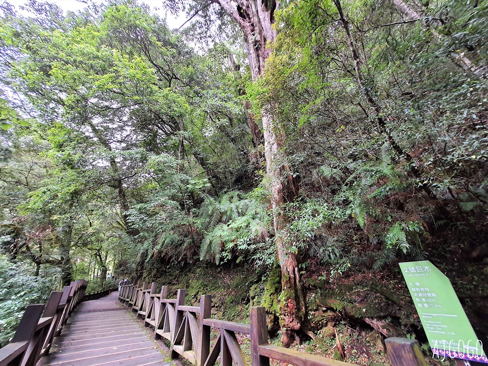 桃園景點 拉拉山神木群步道 北台灣唯一千年巨木林區 拉拉山森林遊樂區好走的森林步道
