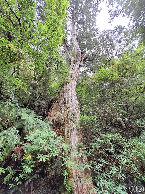 桃園景點 拉拉山神木群步道 北台灣唯一千年巨木林區 拉拉山森林遊樂區好走的森林步道