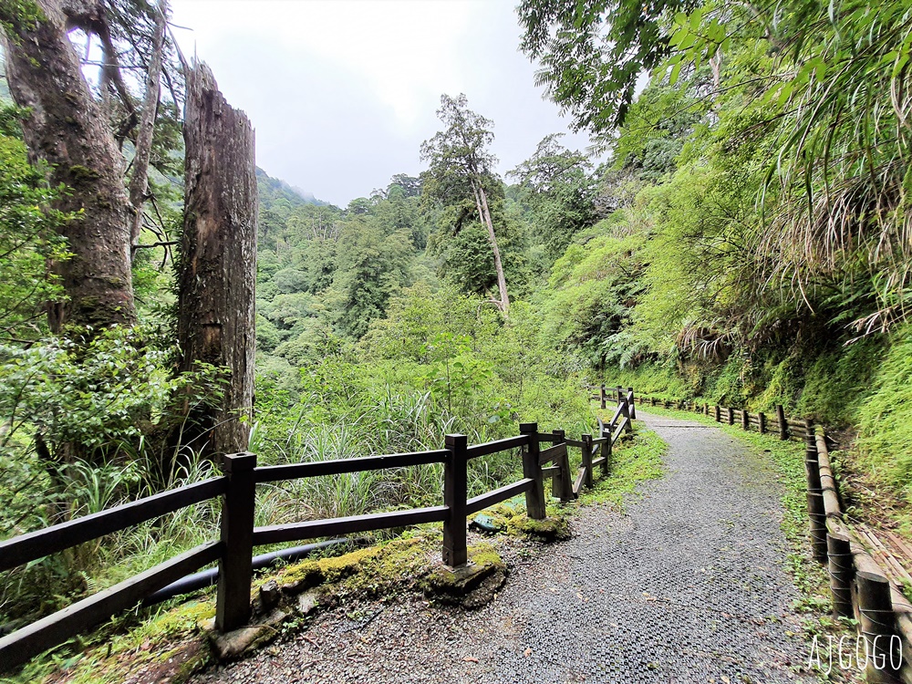 桃園景點 拉拉山神木群步道 北台灣唯一千年巨木林區 拉拉山森林遊樂區好走的森林步道