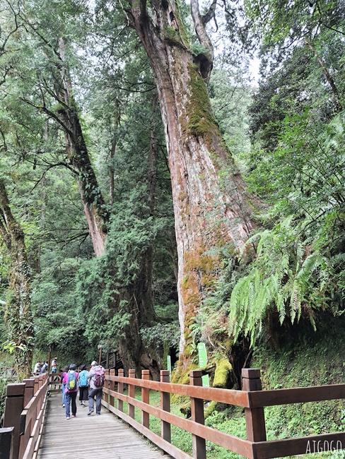 桃園景點 拉拉山神木群步道 北台灣唯一千年巨木林區 拉拉山森林遊樂區好走的森林步道