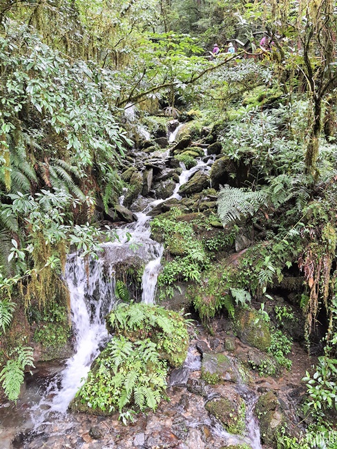 桃園景點 拉拉山神木群步道 北台灣唯一千年巨木林區 拉拉山森林遊樂區好走的森林步道
