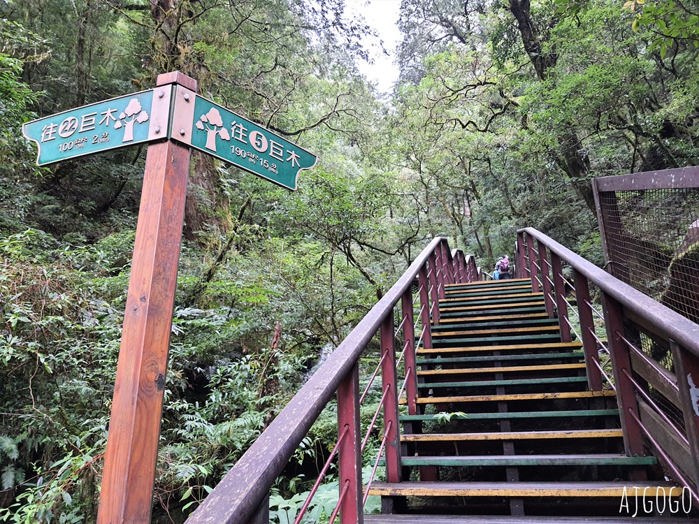桃園景點 拉拉山神木群步道 北台灣唯一千年巨木林區 拉拉山森林遊樂區好走的森林步道