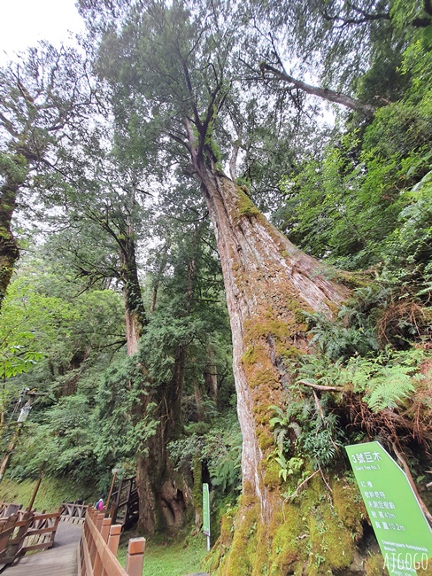 桃園景點 拉拉山神木群步道 北台灣唯一千年巨木林區 拉拉山森林遊樂區好走的森林步道