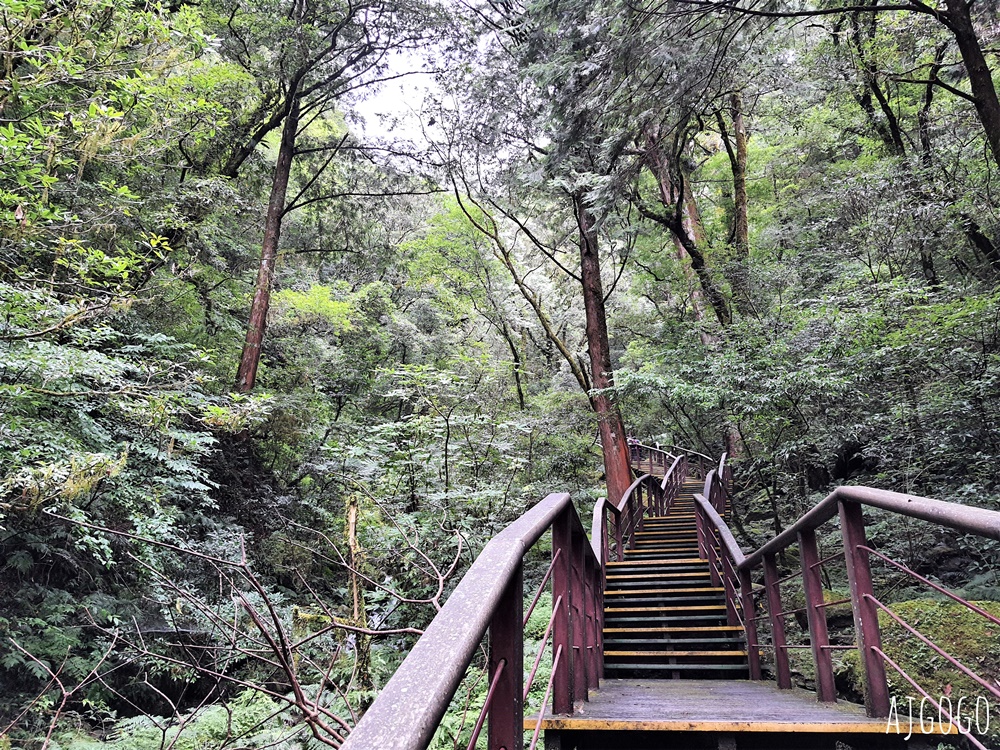 桃園景點 拉拉山神木群步道 北台灣唯一千年巨木林區 拉拉山森林遊樂區好走的森林步道