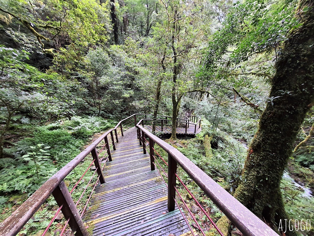 桃園景點 拉拉山神木群步道 北台灣唯一千年巨木林區 拉拉山森林遊樂區好走的森林步道