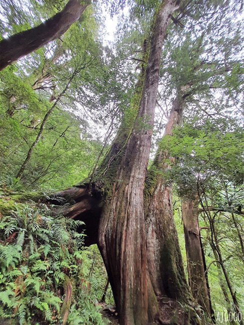 桃園景點 拉拉山神木群步道 北台灣唯一千年巨木林區 拉拉山森林遊樂區好走的森林步道
