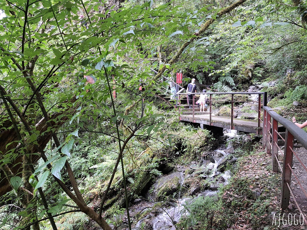 桃園景點 拉拉山神木群步道 北台灣唯一千年巨木林區 拉拉山森林遊樂區好走的森林步道