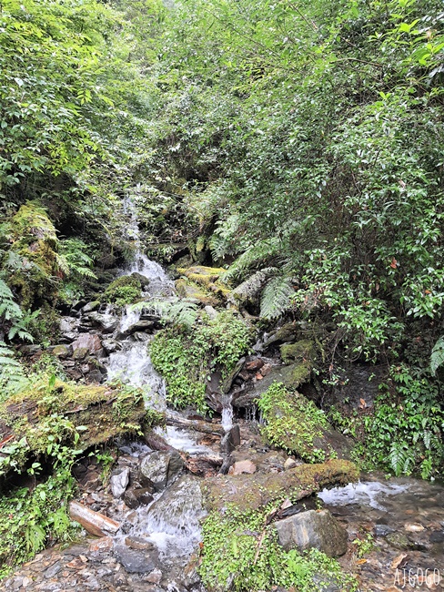 桃園景點 拉拉山神木群步道 北台灣唯一千年巨木林區 拉拉山森林遊樂區好走的森林步道